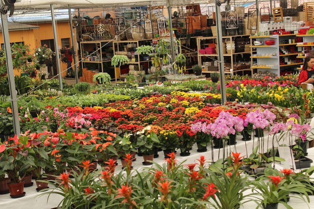 Corredor de flores e plantas ornamentais na Nikey Shopping das Plantas
