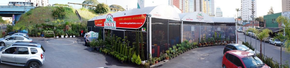 Plantas de grande porte para paisagismo na área externa da Nikey