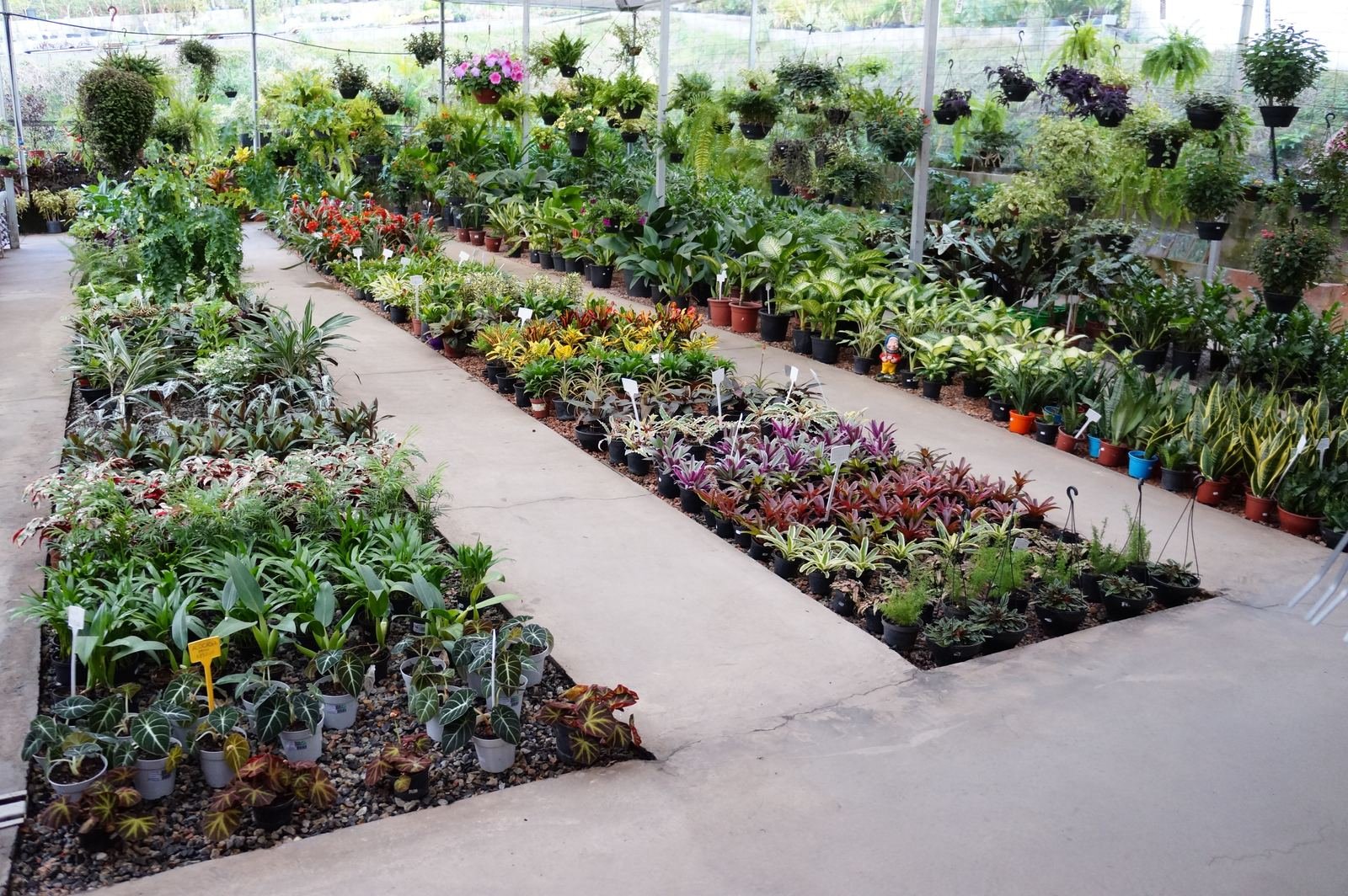 Interior da estufa da Nikey Shopping das Plantas com corredores de plantas ornamentais